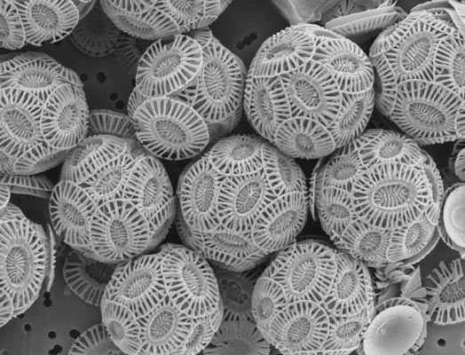 05102017coccolithophores