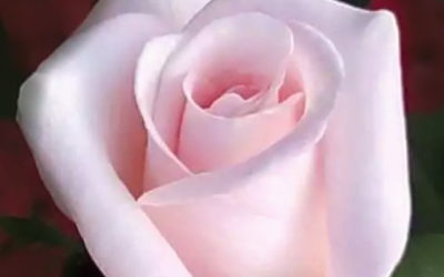 This Is Not A Pink Rose