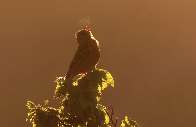 birdː breath